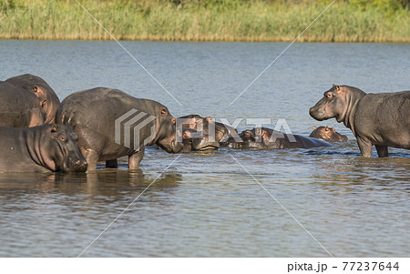 Playing Hippopotamus , Kruger National Park , Africa 77237644
