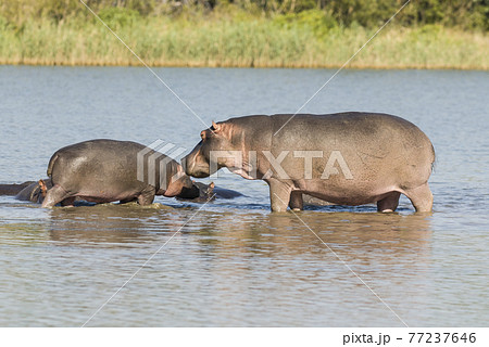 Playing Hippopotamus , Kruger National Park , Africa 77237646