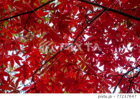 もみじ 77237647