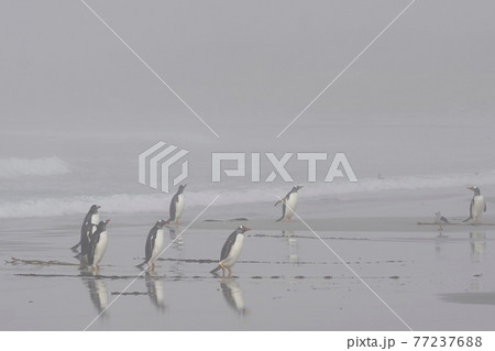 Gentoo Penguins heading to their colony 77237688