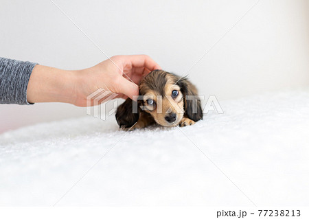 仔犬 カニンヘンダックスフンド 仔犬 カニンヘンダックスフンド 77238213