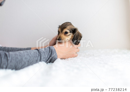仔犬　カニンヘンダックスフンド 77238214