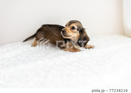 仔犬 カニンヘンダックスフンド 仔犬 カニンヘンダックスフンド 77238216