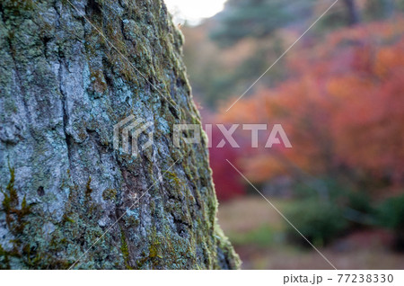 苔むした樹木 77238330