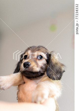 仔犬　カニンヘンダックスフンド 77238332