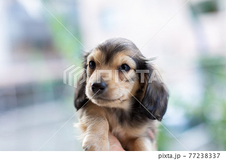仔犬 カニンヘンダックスフンド 仔犬 カニンヘンダックスフンド 77238337
