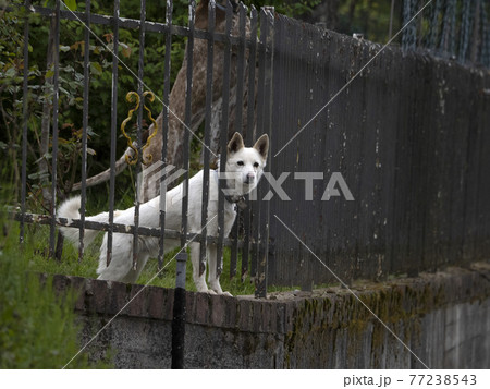 white guard dog waiting for you from iron fence white guard dog waiting for you from iron fence 77238543