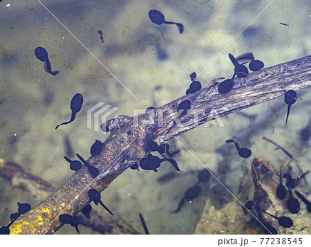 frog tadpole in a swamp frog tadpole in a swamp 77238545
