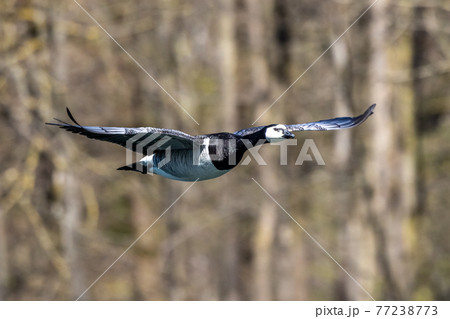 Barnacle goose, Branta leucopsis flying over a lake near Munich in Germany. Barnacle goose, Branta leucopsis flying over a lake near Munich in Germany. 77238773