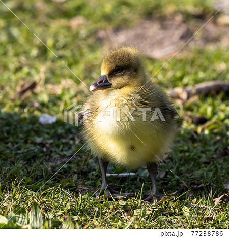 Beautiful yellow fluffy greylag goose baby gosling in spring, Anser anser 77238786