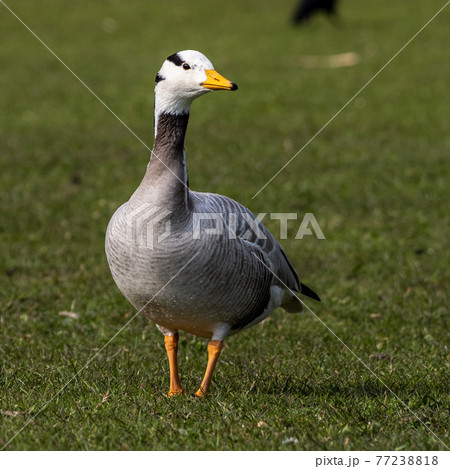 The bar-headed goose, Anser indicus seen in English Garden in Munich 77238818