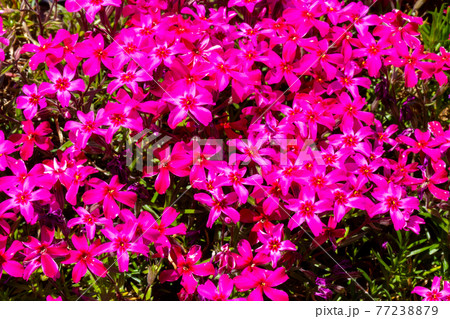 色鮮やかな芝桜 色鮮やかな芝桜 77238879