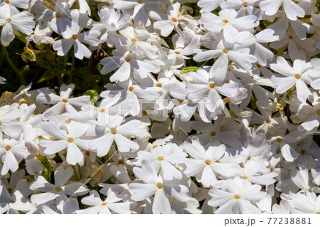 愛らしい白い芝桜 77238881