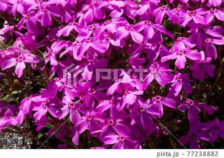 色鮮やかな芝桜 77238882