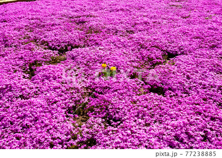 色鮮やかな芝桜 77238885