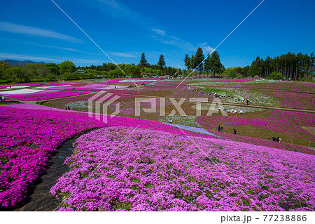 秩父の芝桜の名所は芝桜の丘 77238886