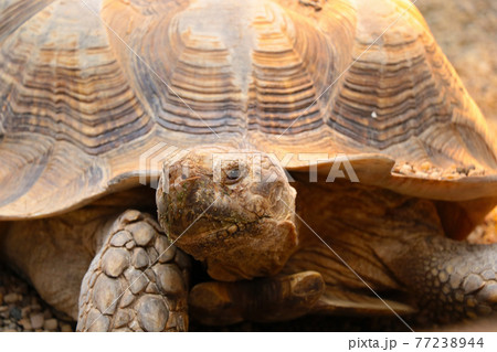 Close-up of an adult large turtle in the park. Close-up of an adult large turtle in the park. 77238944