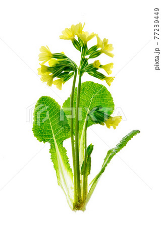 Primula Veris flowerEarly spring flower of Primula Veris - Cowslip isolated on a white background. PNG file with transparent background. 77239449
