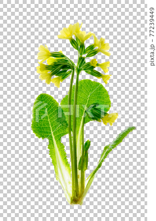 Primula Veris flowerEarly spring flower of Primula Veris - Cowslip isolated on a white background. PNG file with transparent background. 77239449