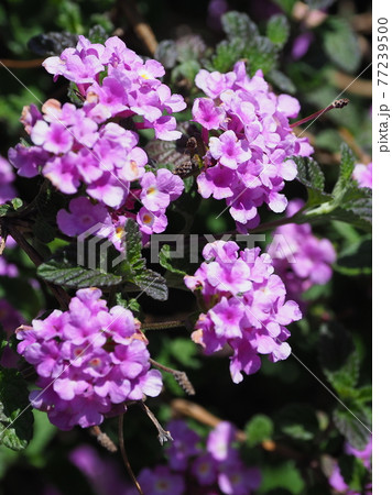 ランタナ(コバノランタナ 自然質感) ランタナ(コバノランタナ 自然質感) 77239500