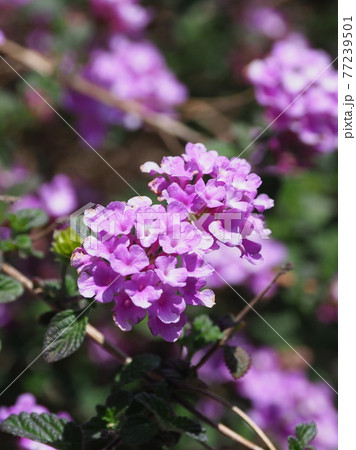 ランタナ（コバノランタナ　自然質感） 77239501