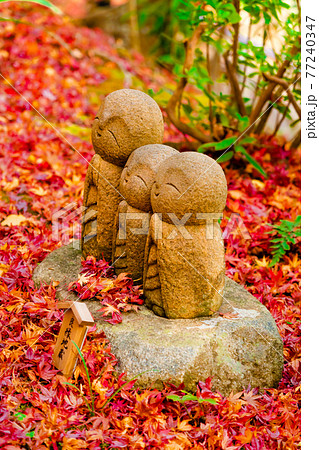 鎌倉・長谷寺 紅葉と良縁地蔵 鎌倉・長谷寺 紅葉と良縁地蔵 77240347