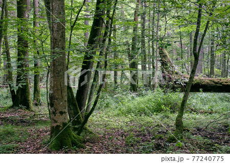 Deciduous stand with two broken oak trees lying 77240775