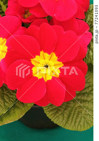 Beautiful common primrose Primula vulgaris Beautiful common primrose Primula vulgaris 77241093