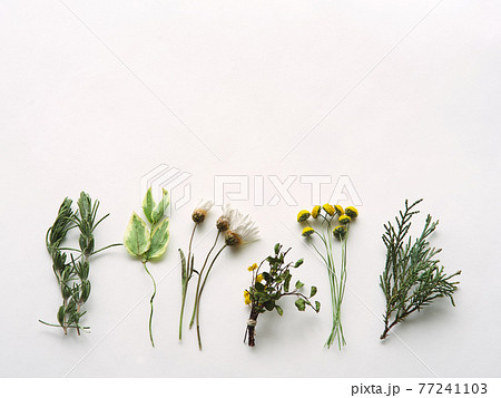白と黄色のミニフラワーとグリーンたち 77241103