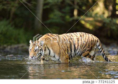 Amur tiger walking in the water. Dangerous animal in green forest stream. Grey stone, river droplet. Siberian tiger in the river. Panthera tigris altaica Amur tiger walking in the water. Dangerous animal in green forest stream. Grey stone, river droplet. Siberian tiger in the river. Panthera tigris altaica 77241125
