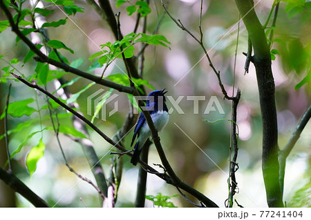 オオルリのサエズリ 77241404