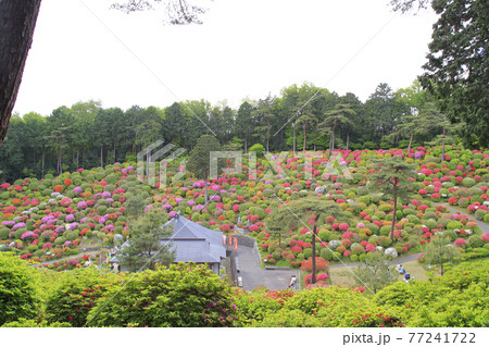 塩船観音寺　つつじ満開 77241722