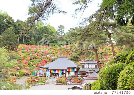 塩船観音寺　つつじ満開 77241730