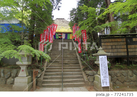 塩船観音寺　つつじ満開 77241735