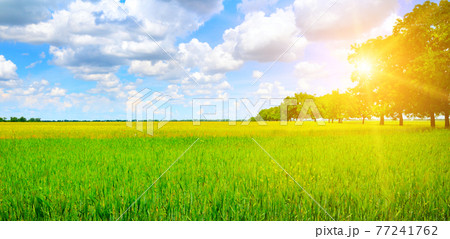 Green field, sunrise and blue sky. Wide photo. 77241762