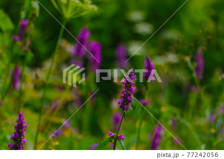 Beautiful flowers of lupine blooms in the meadow. Beautiful flowers of lupine blooms in the meadow. 77242056