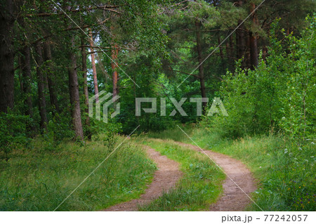 View of the road through the forest in spring or summer. View of the road through the forest in spring or summer. 77242057
