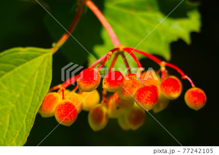 Young branch of rowan with fruits in the garden. 77242105