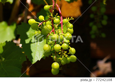 Young green bunches of grapes in the sun. 77242108