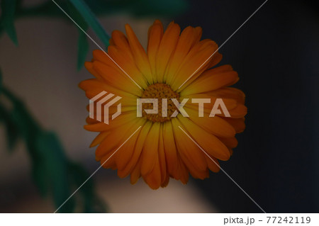 Orange flower of calendula. A useful plant used in medicine. 77242119