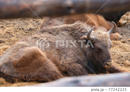 Close-up of an adult bison that is sleeping. 77242225