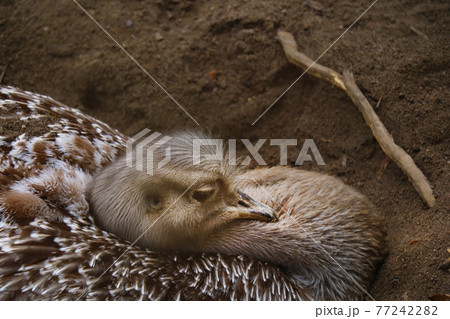 The ostrich sits in the sand on eggs. 77242282