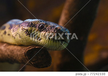Close-up of a snake that lies on a tree. 77242330