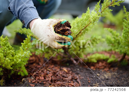 Gardener mulching with pine bark juniper plants in the yard. Seasonal works in the garden. Landscape design. Ornamental shrub juniper. Gardener mulching with pine bark juniper plants in the yard. Seasonal works in the garden. Landscape design. Ornamental shrub juniper. 77242508