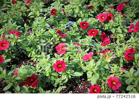 Rows of red claibrachoa flowers growing in pots Rows of red claibrachoa flowers growing in pots 77242516