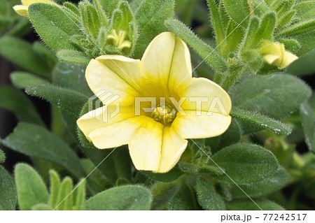 Macro of a yellow and white Calibrachoa flower 77242517