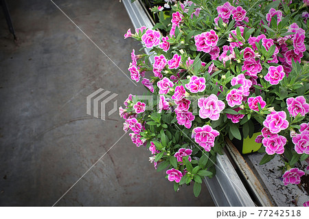 Double Million Bell flower overflow over the edge of a table Double Million Bell flower overflow over the edge of a table 77242518