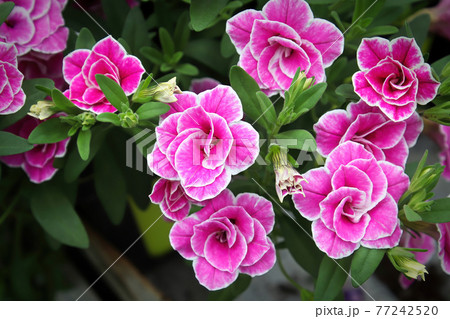 Closeup of double pink and white Million Bell flowers 77242520