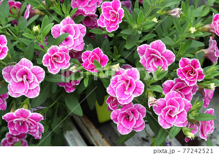 Closeup of double pink and white Calibrachoa flowers 77242521