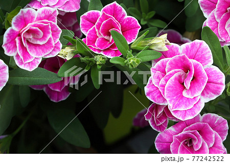 Closeup of double pink and white Calibrachoa flowers Closeup of double pink and white Calibrachoa flowers 77242522